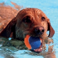 Hunde im Wasser