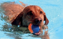 Hunde im Wasser