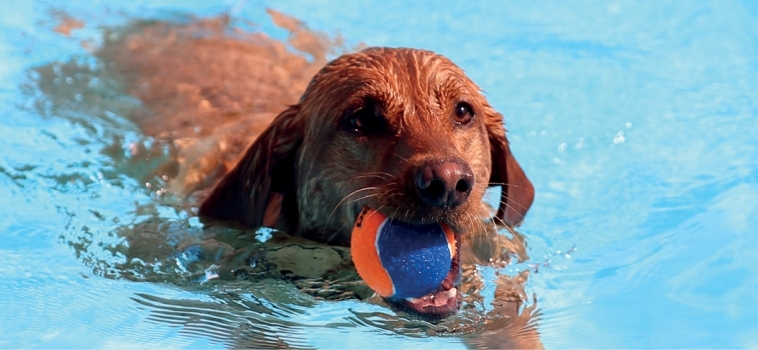 Hunde im Wasser