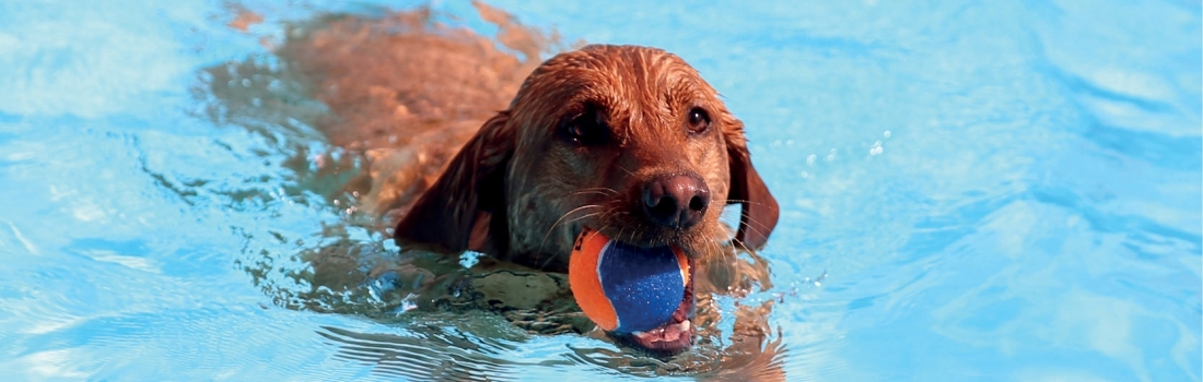 Hunde im Wasser